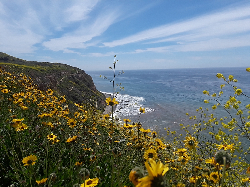 Photo of sunflowers above a beach on the Palos Verdes Peninsula