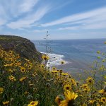 Photo of sunflowers above a beach on the Palos Verdes Peninsula